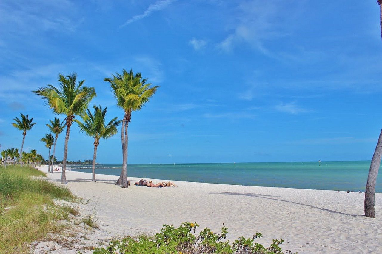 Free Florida Palm Trees Beach